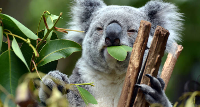 Brisbane, Australien - här kryllar det av koalor