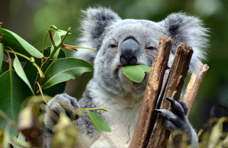 A koala chewing on a leaf while hanging on to a tree branch with one paw, while grabbing new tasty leaves with the other