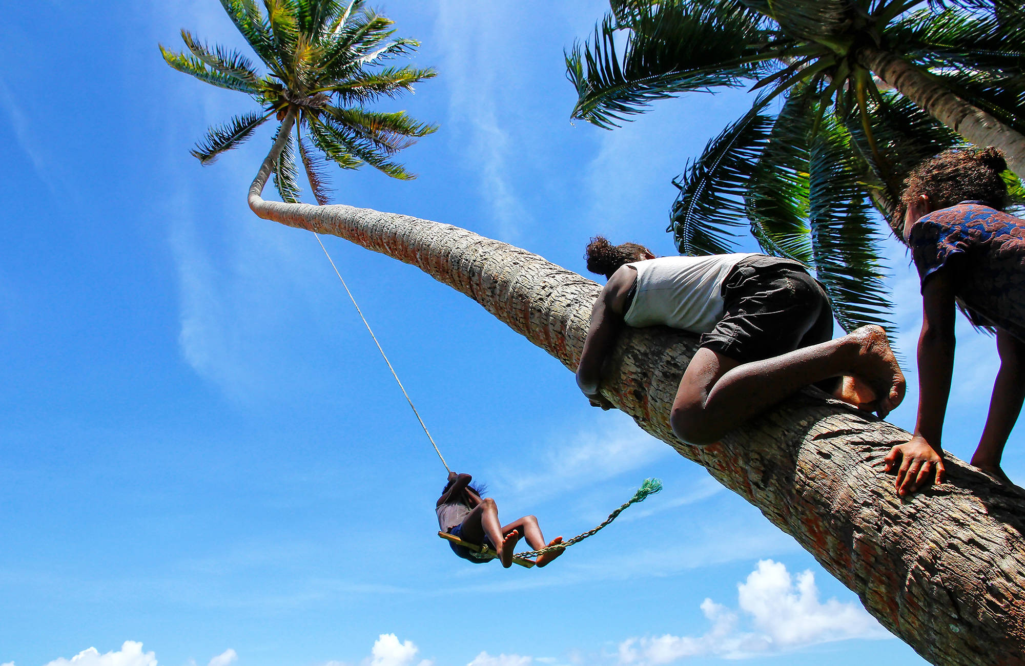 Två personer klättrar i en palm på Fiji.