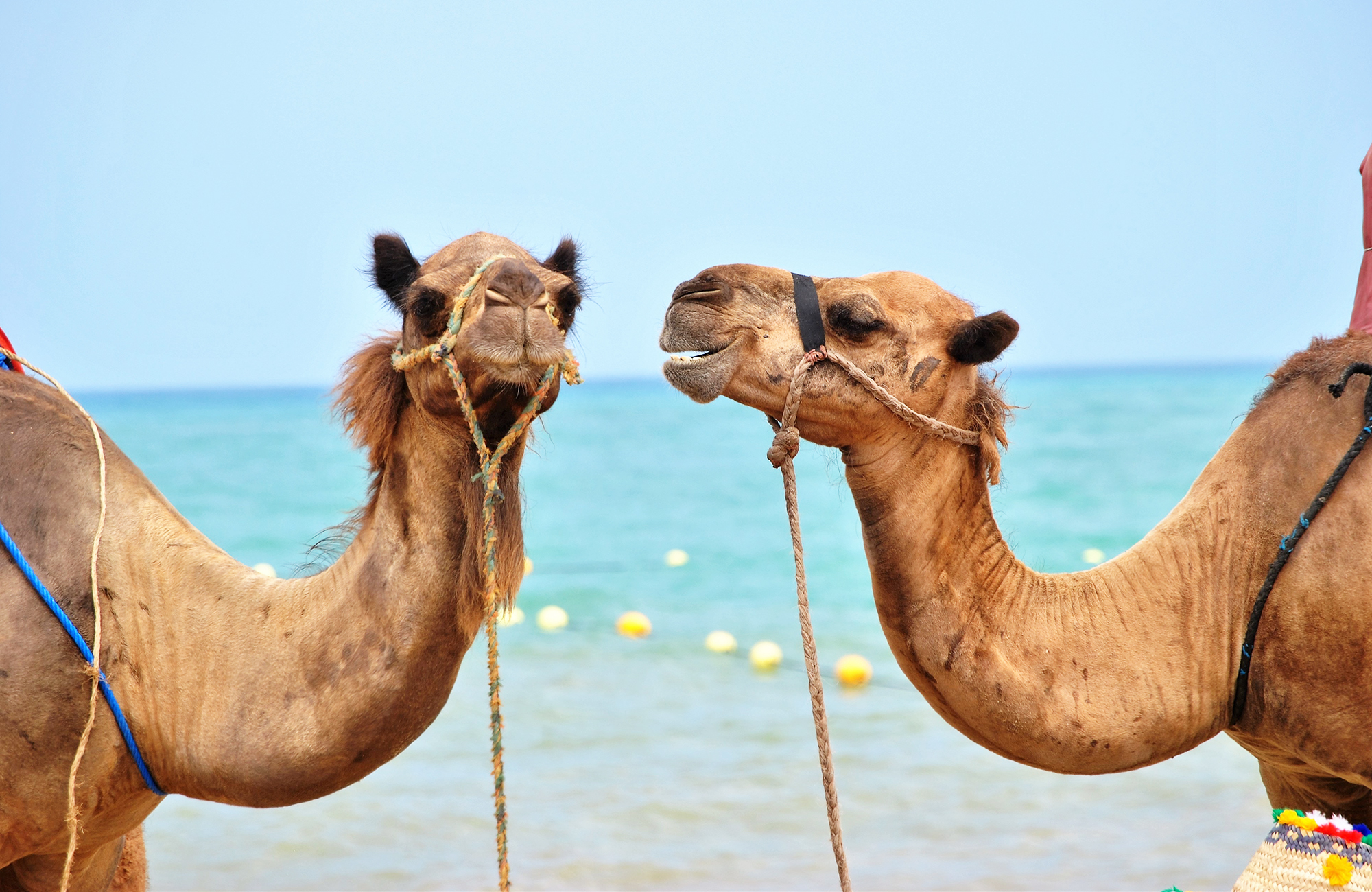 Två kameler i Marocko.