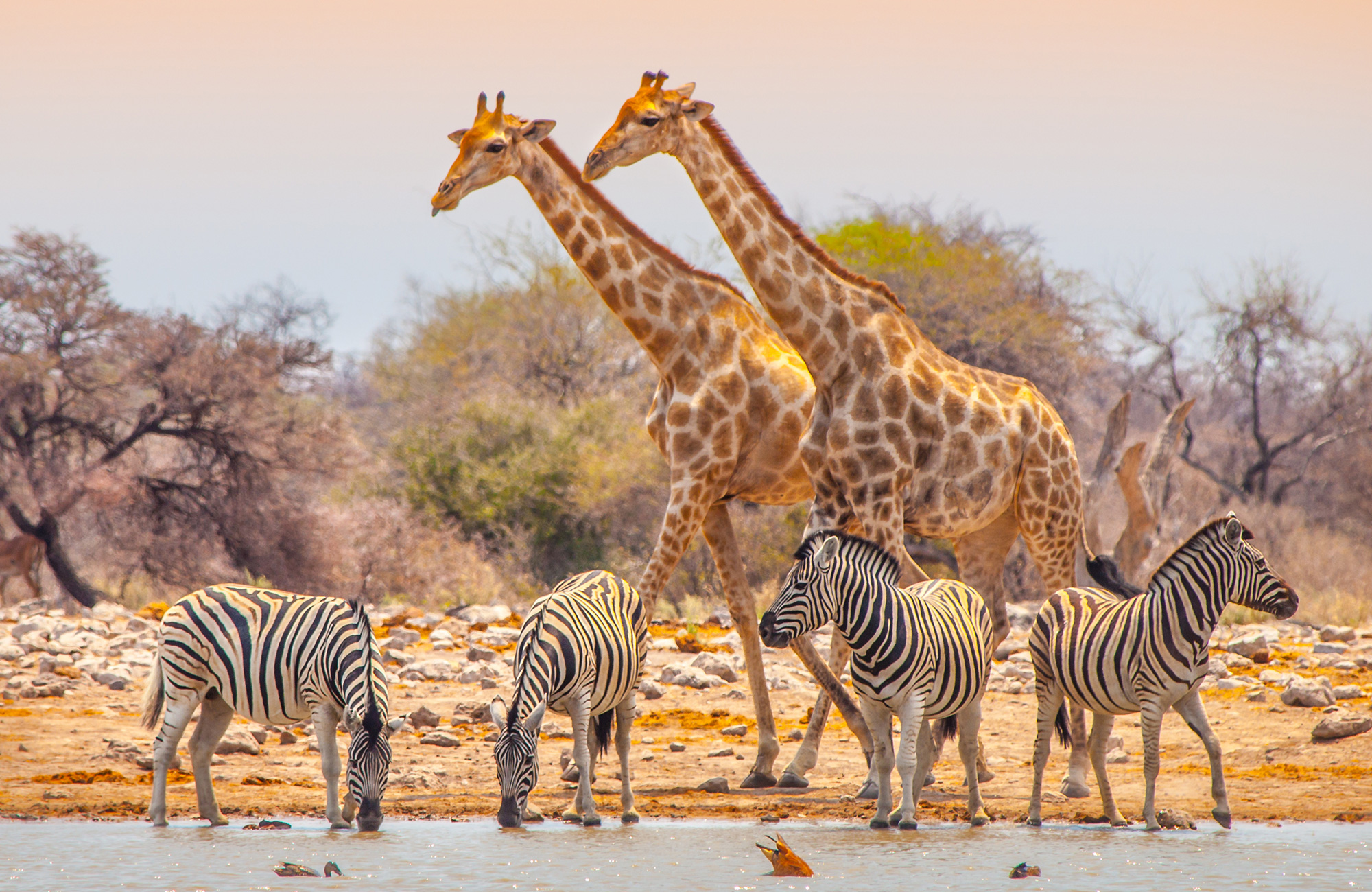 Giraffer och zebror i Etosha i Namibia.