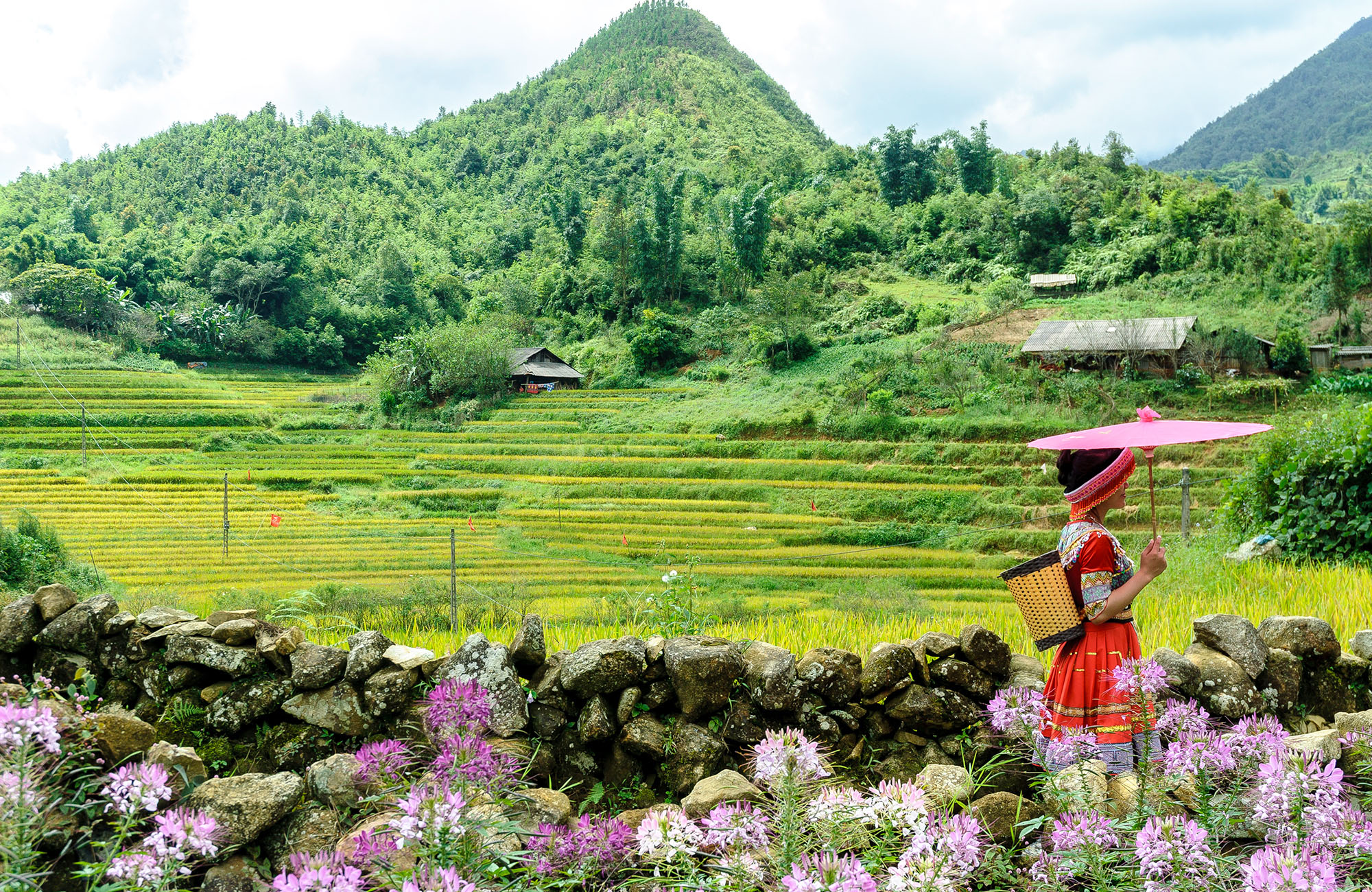 Vrouw in traditionele roze kledij en parasol in Valey de Sapa in Vietnam