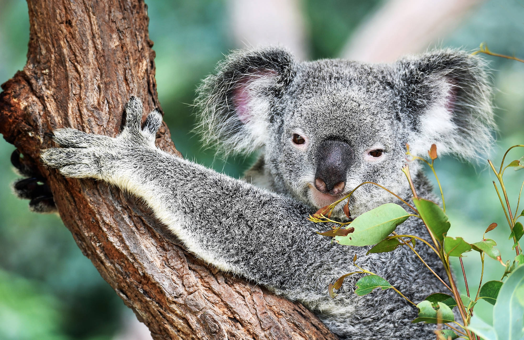 en koala äter eukalyptus i australien