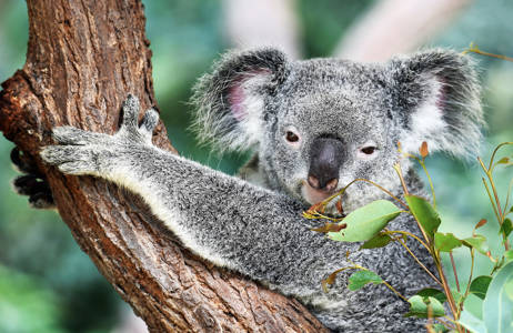 en koala äter eukalyptus i australien