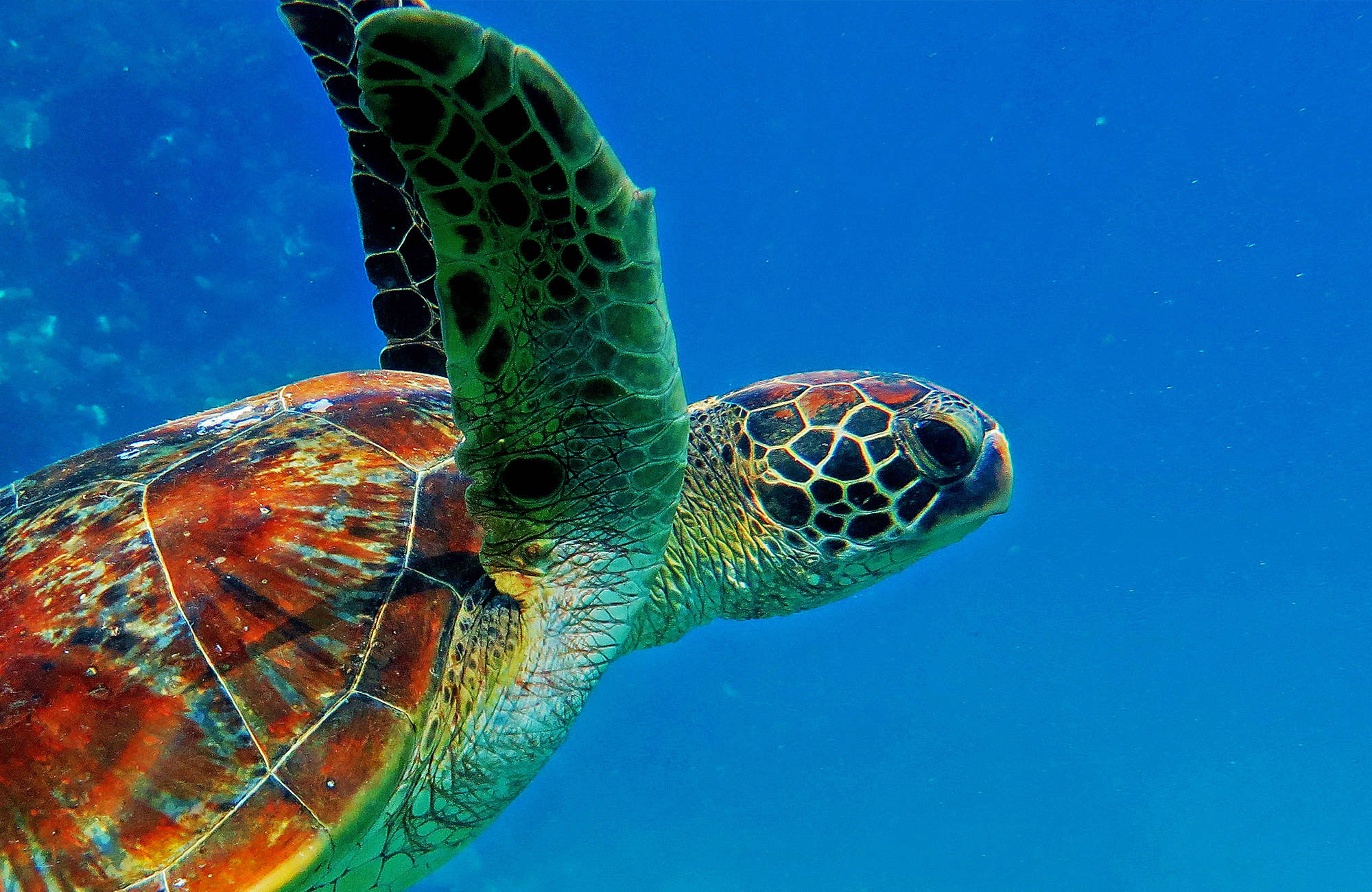 en havssköldpadda vid stora barriärrevet utanför australien