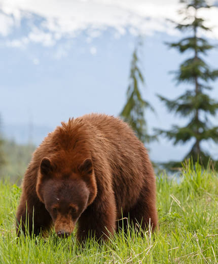 Se björnar under din vistelse i Yellowstone nationalpark
