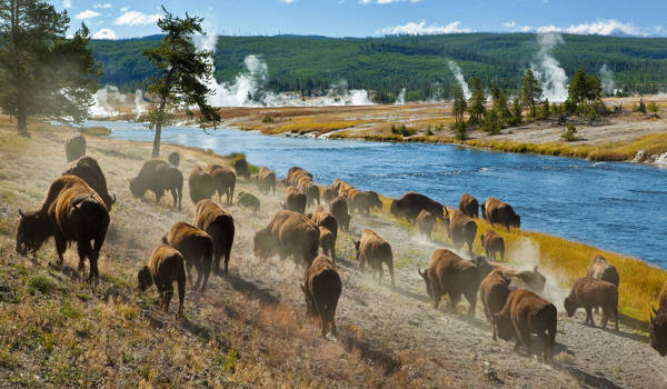 yellowstone-national-park-bison-herd-cover