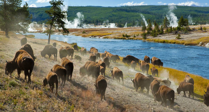 yellowstone-national-park-bison-herd-cover