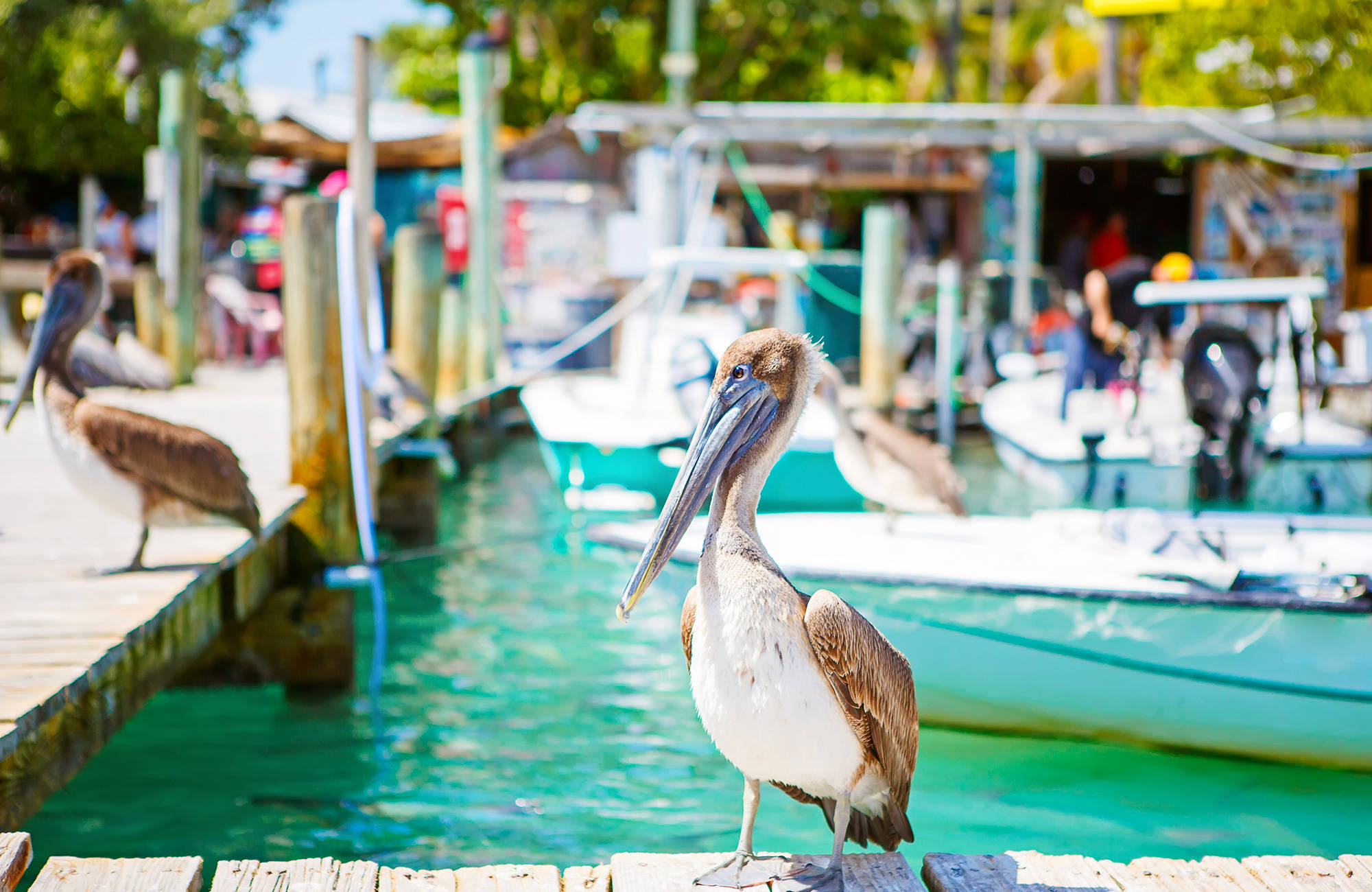 En pelikan i en hamn i Florida.