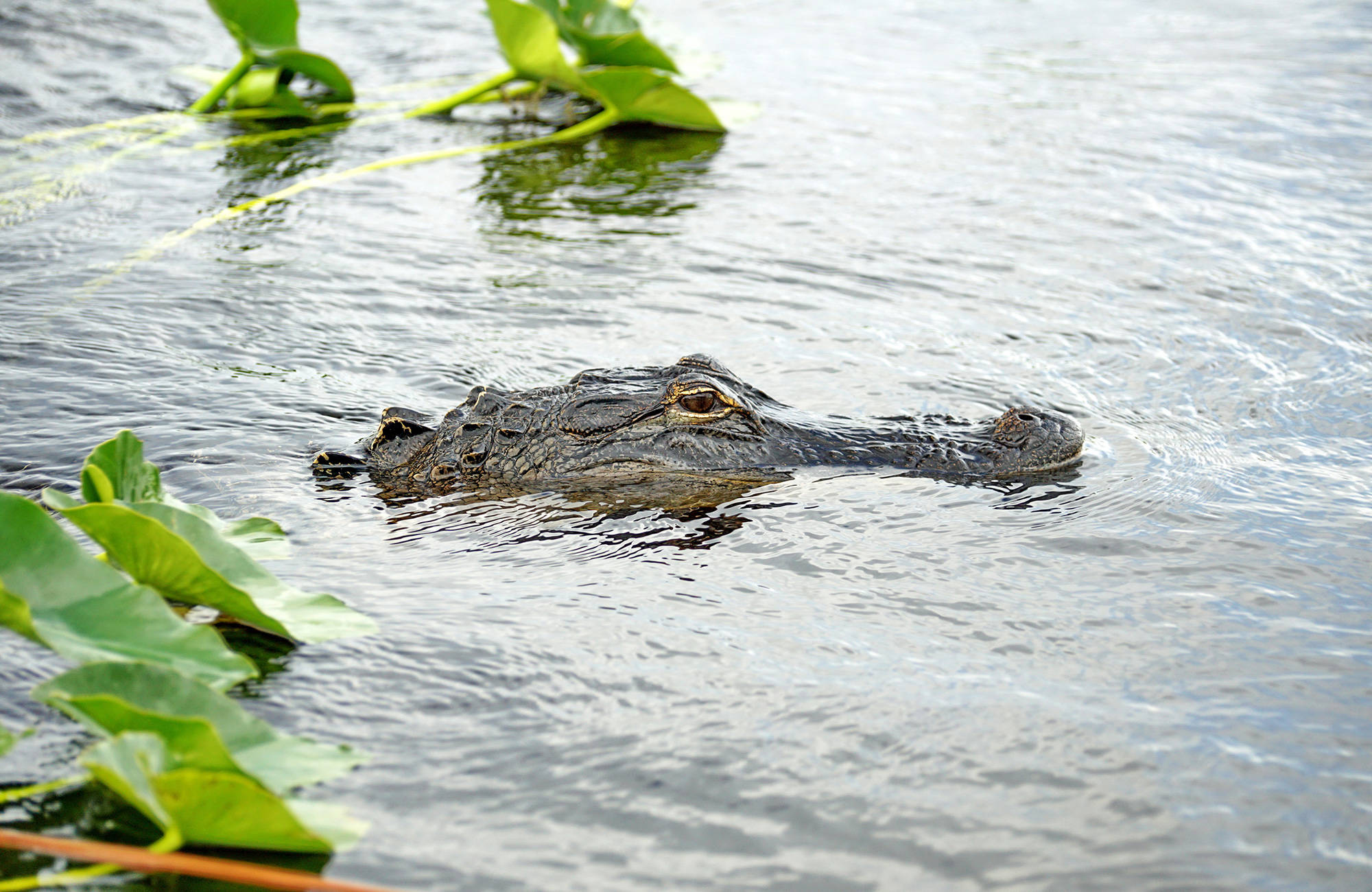 en alligator i Everglades under en resa till Florida i april.