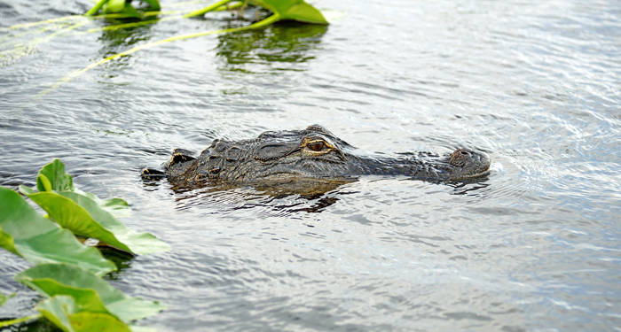 Alligator i Everglades National Park