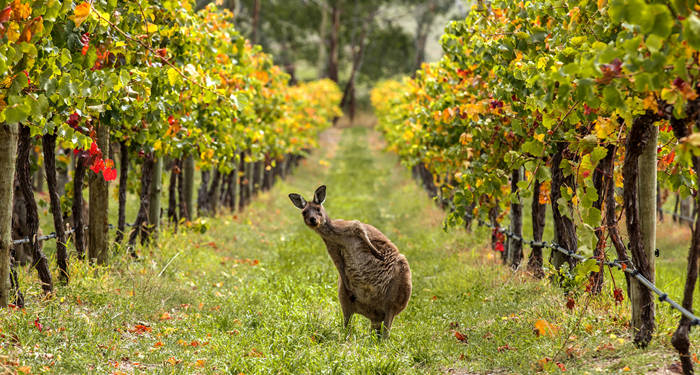 Besök en vingård... eller en känguru!