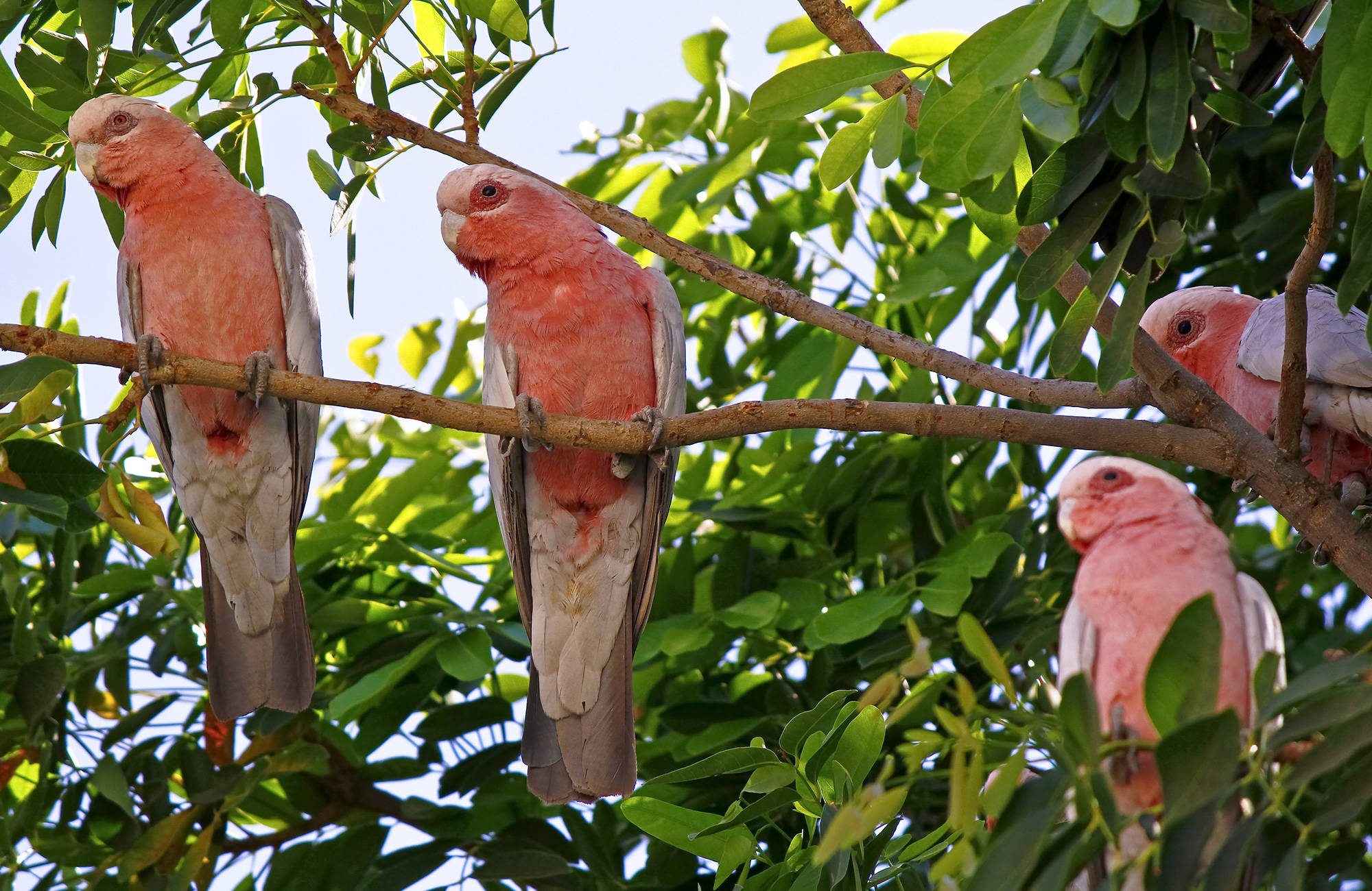 Rosa papegojor i ett träd kanske kommer att bo utanför ditt campus i Australien