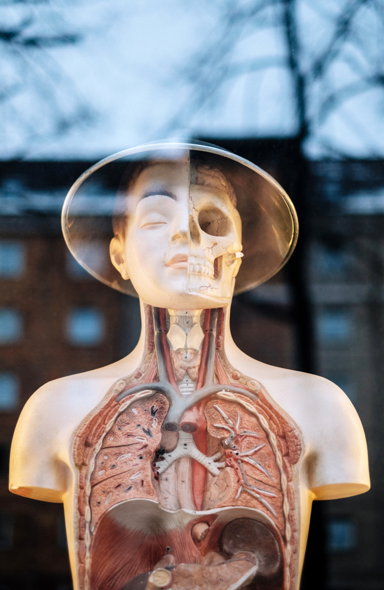 Studera hälsa utomlands