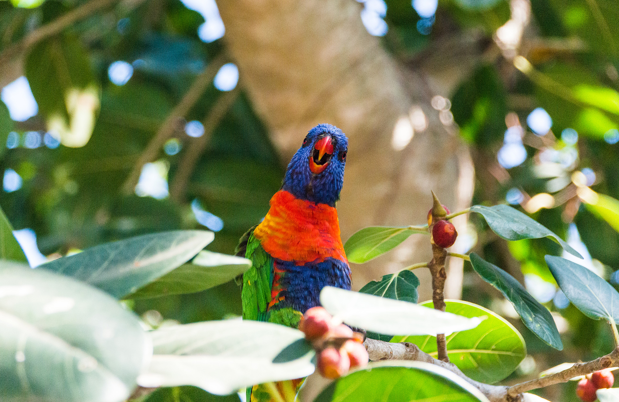 1-2 terminer | Animal Ecology i Australien