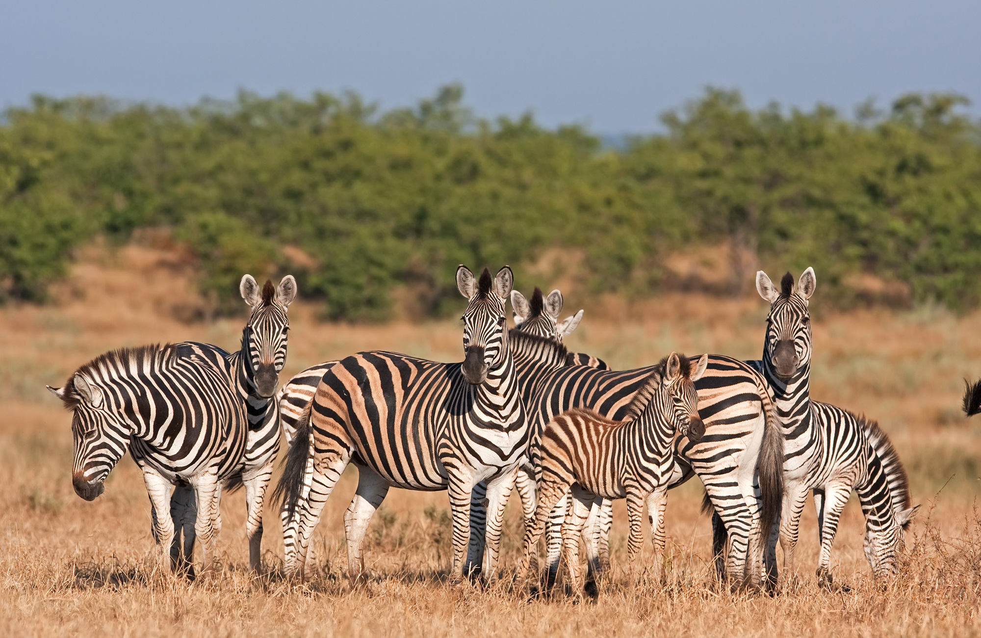 En flock med zebror på savannen i Sydafrika.