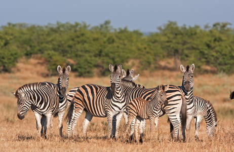 En flock zebror på bete på savannen i Krugerparken i Sydafrika.