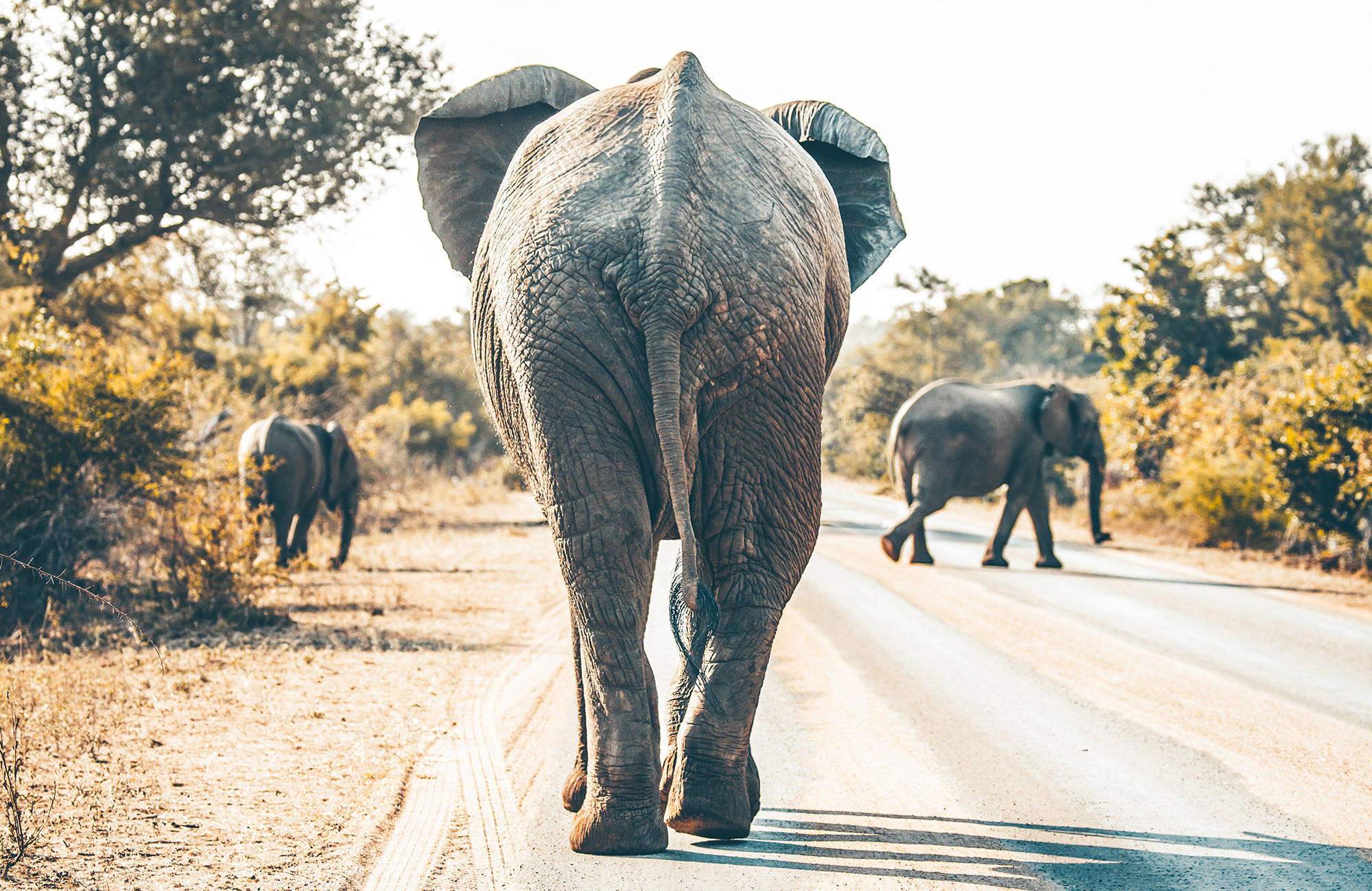 Baksidan av en elefant som vandrar på en väg i Krugerparken i Sydafrika.