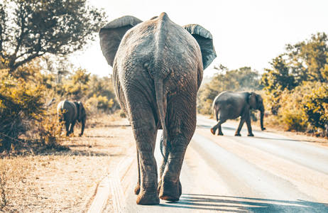 Baksidan av en elefant som vandrar på en väg i Krugerparken i Sydafrika.