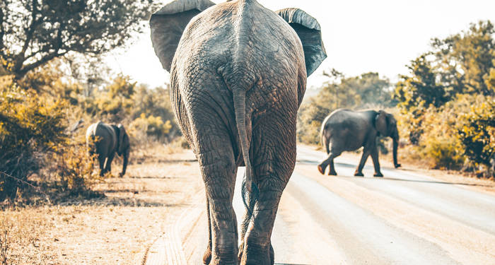 kruger-national-park-elephant-trotting-cover