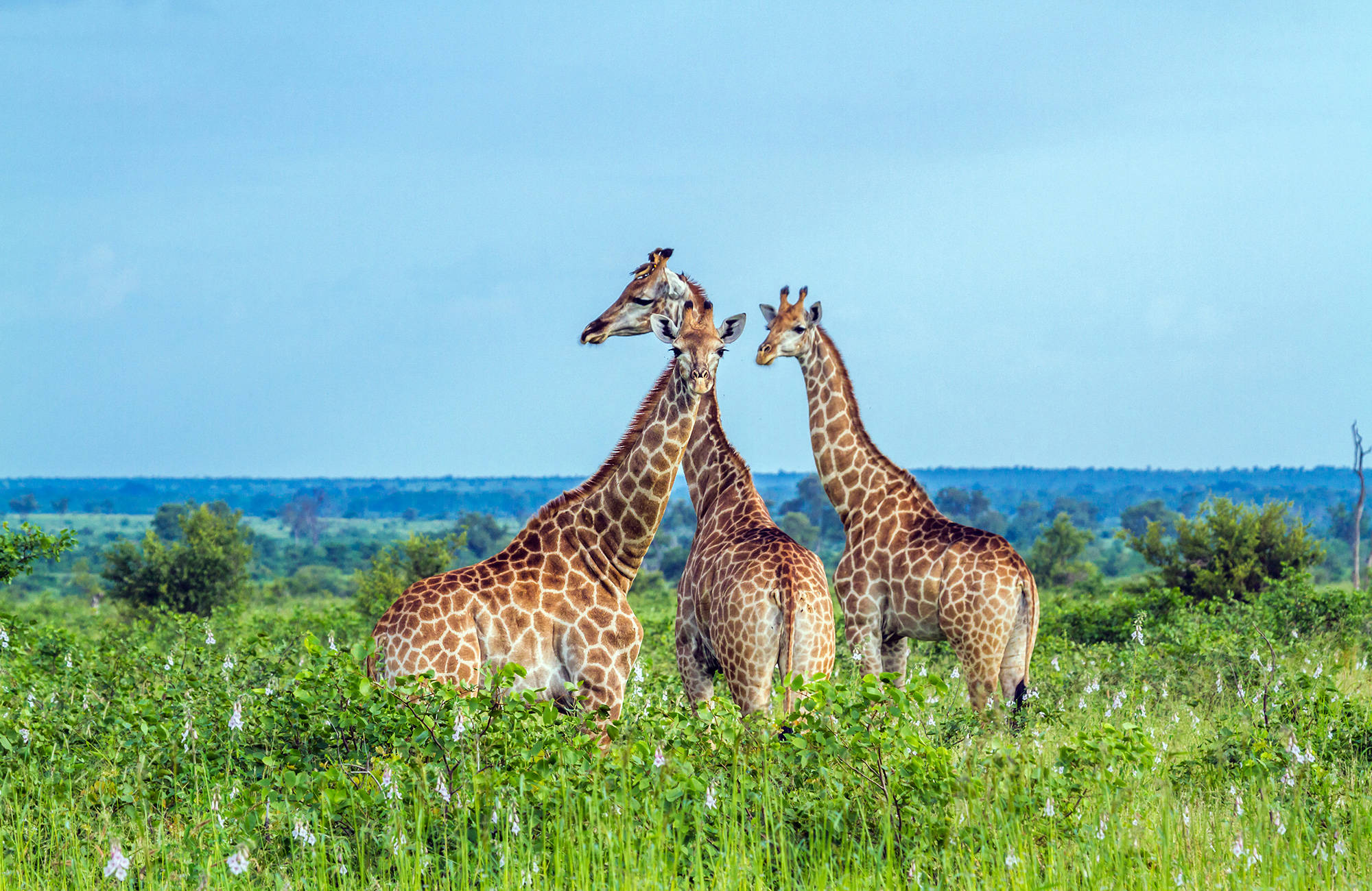 Tre giraffer kikar fram bland växtligheten i Krugerparken i Sydafrika.