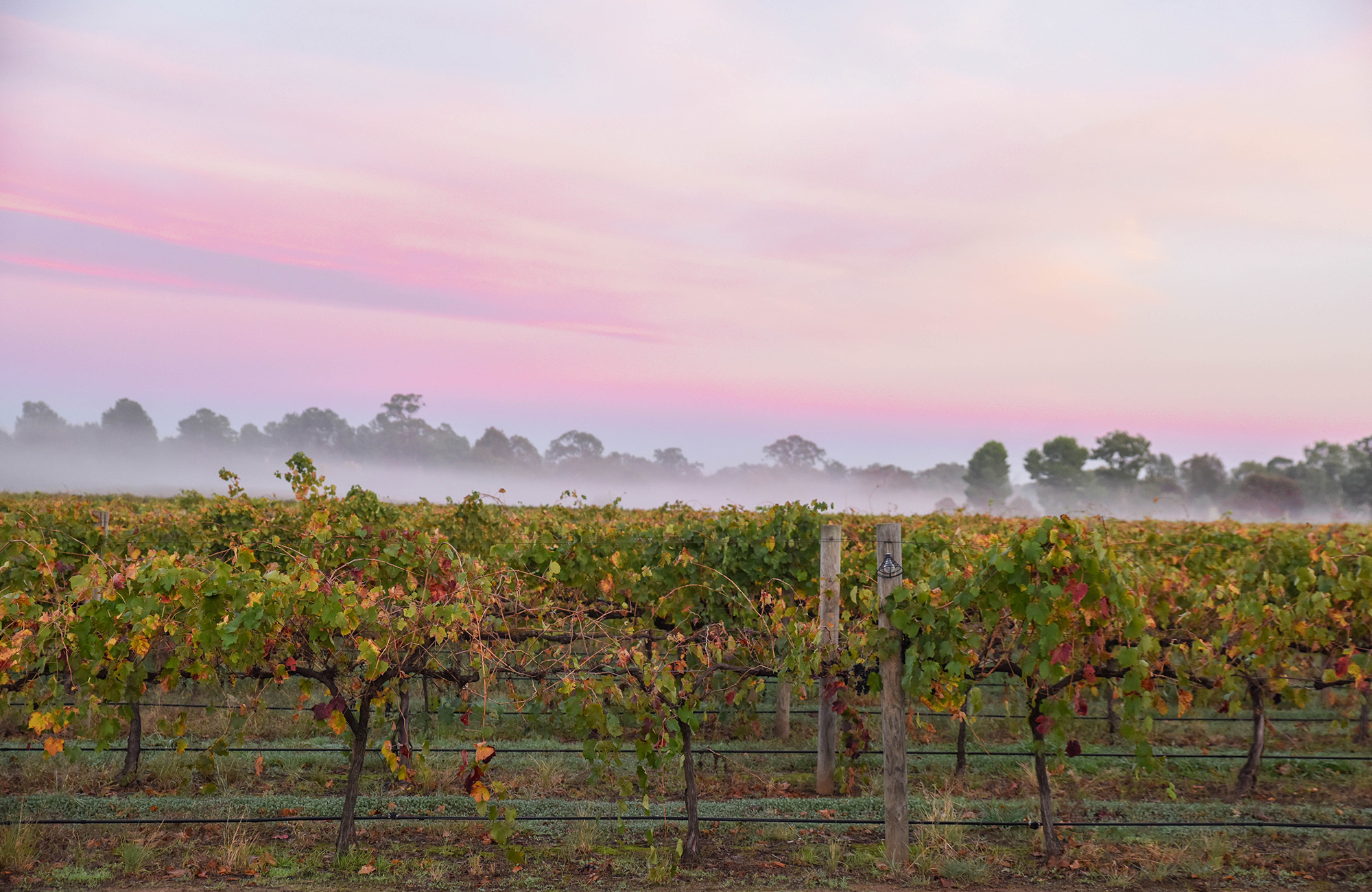 Hälsa och Nutrition i Melbourne