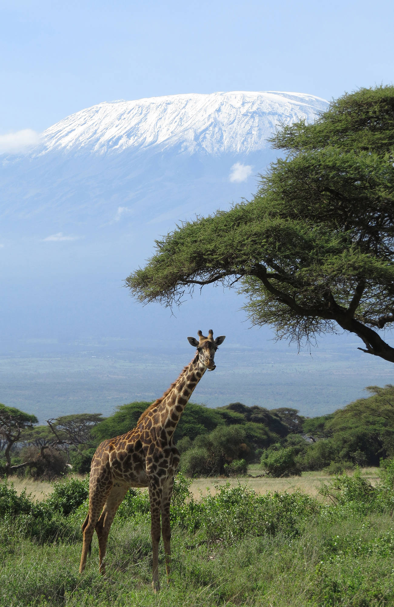 Giraff framför Kilimanjaro