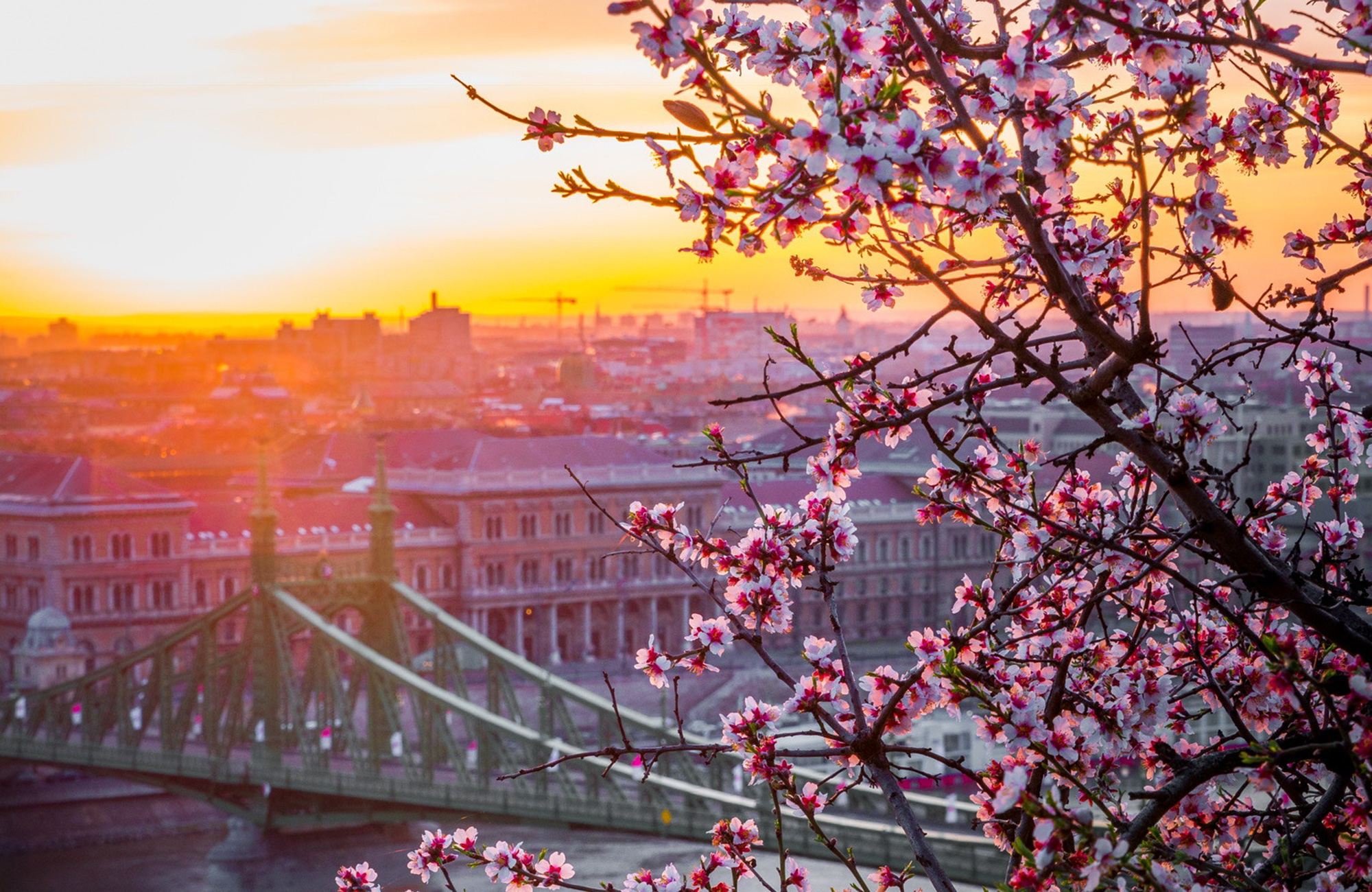 blommande körsbärsträd under en studieresa till budapest