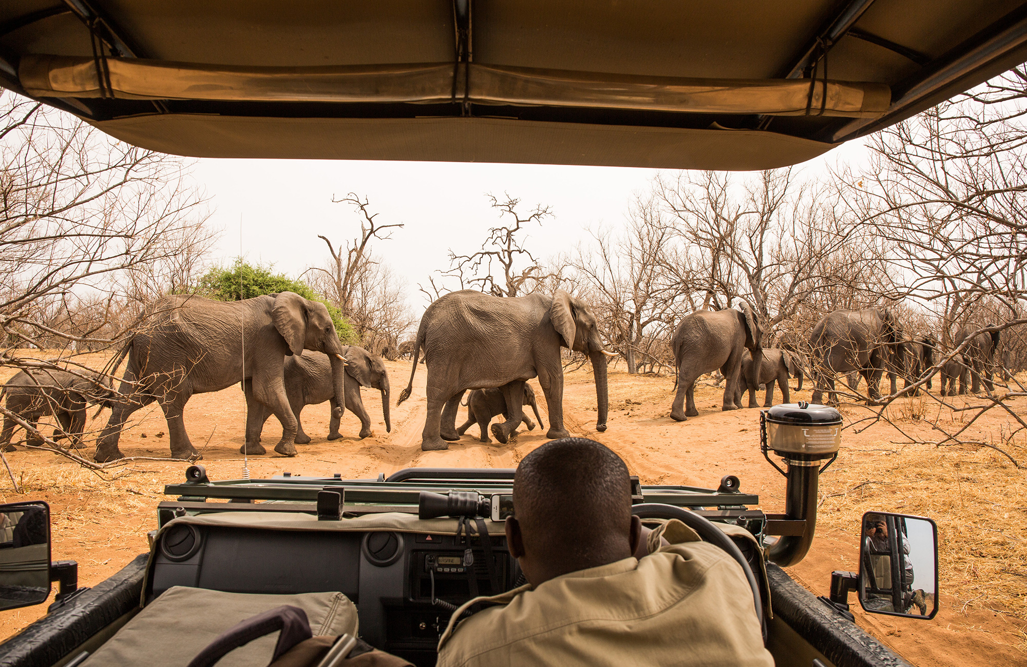 En flock med elefanter under safari i Chobe National Park.