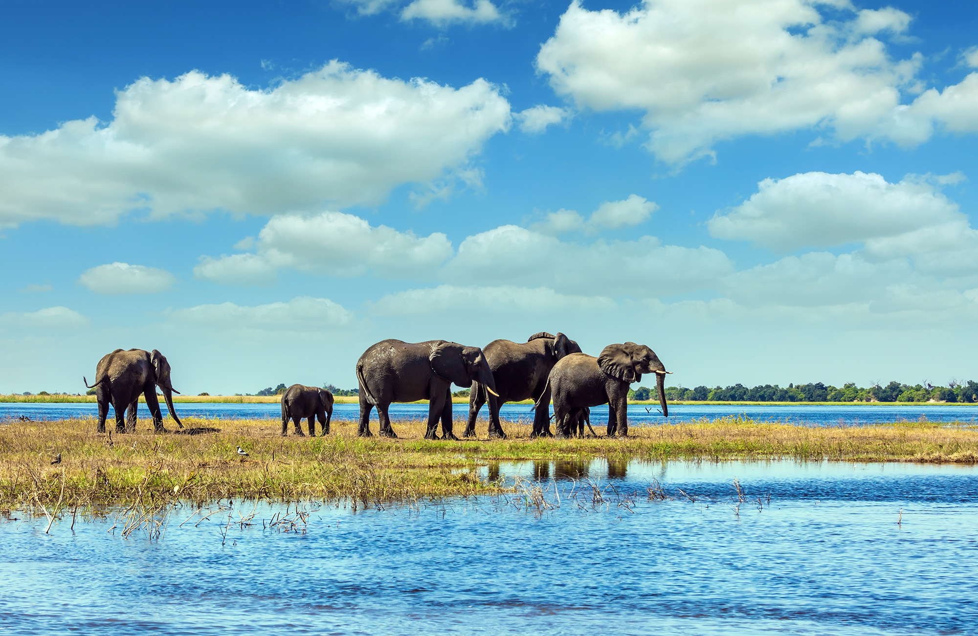 Botswana har et vanvittigt dyreliv