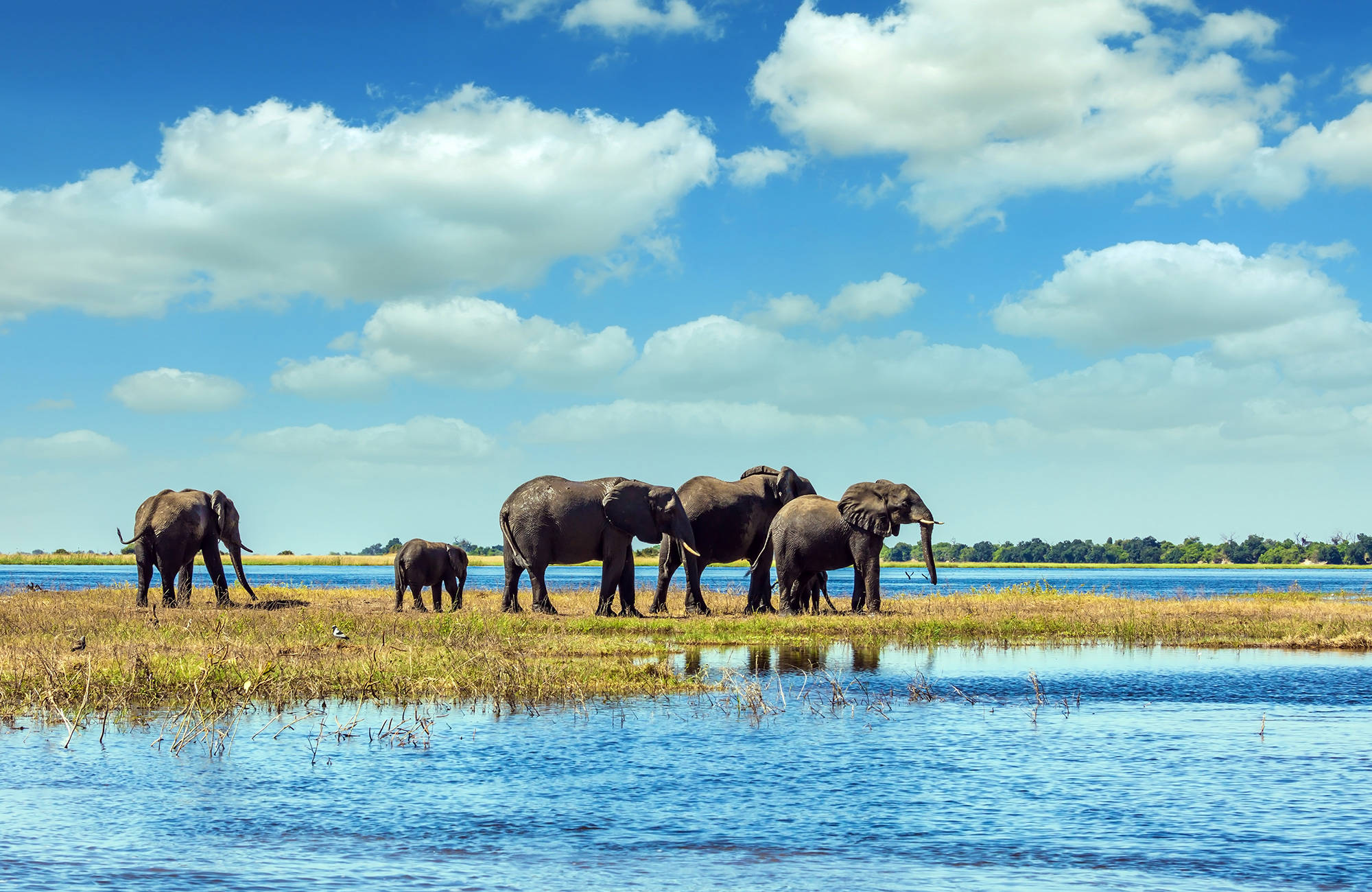 Safari i chobe national park på resan till Botswana