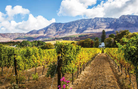 En vingård och dess vinrankor måste besökas när du resar i Sydafrika.