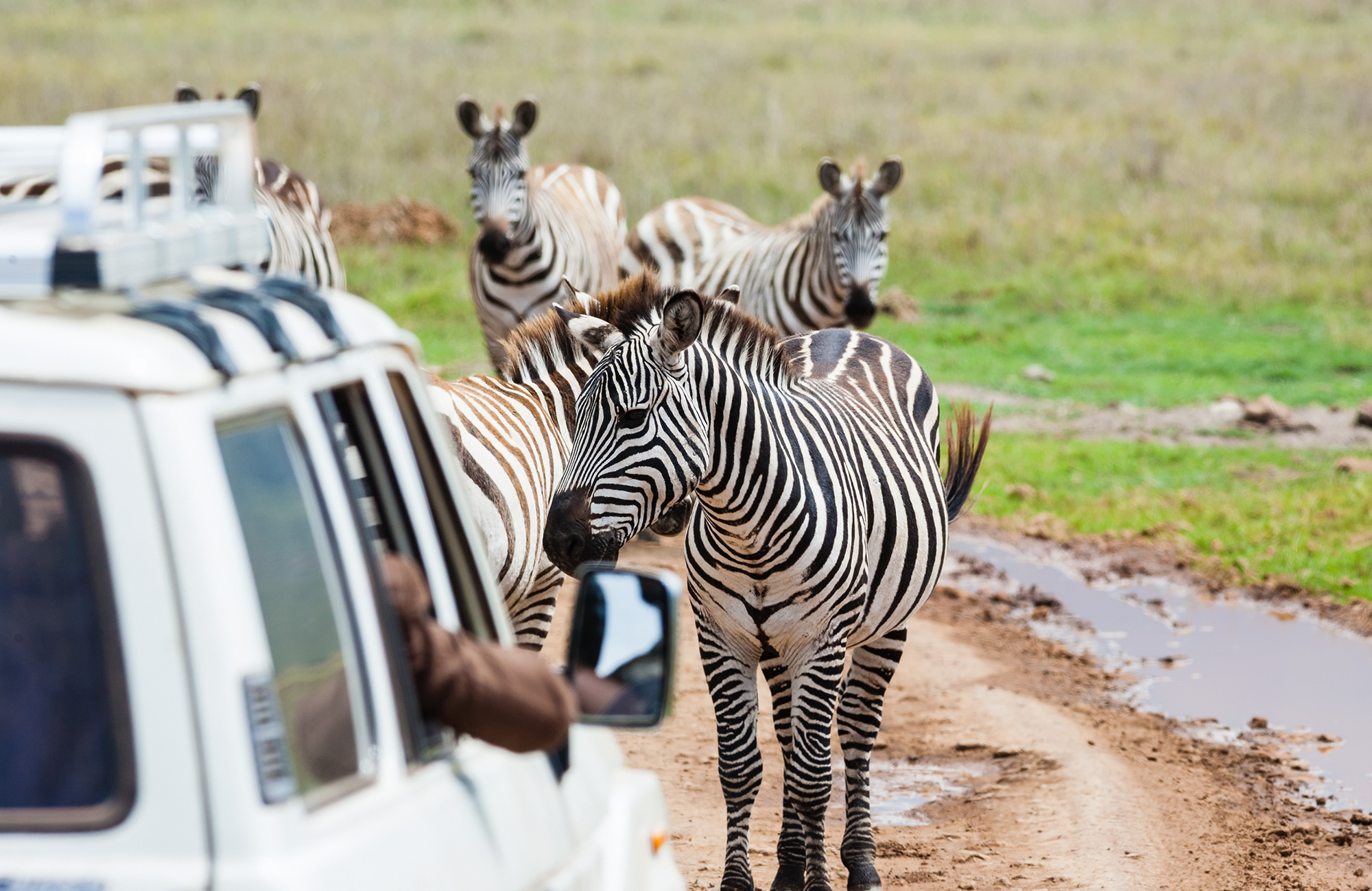 Under safari i Afrika möter en bil en flock med zebror.