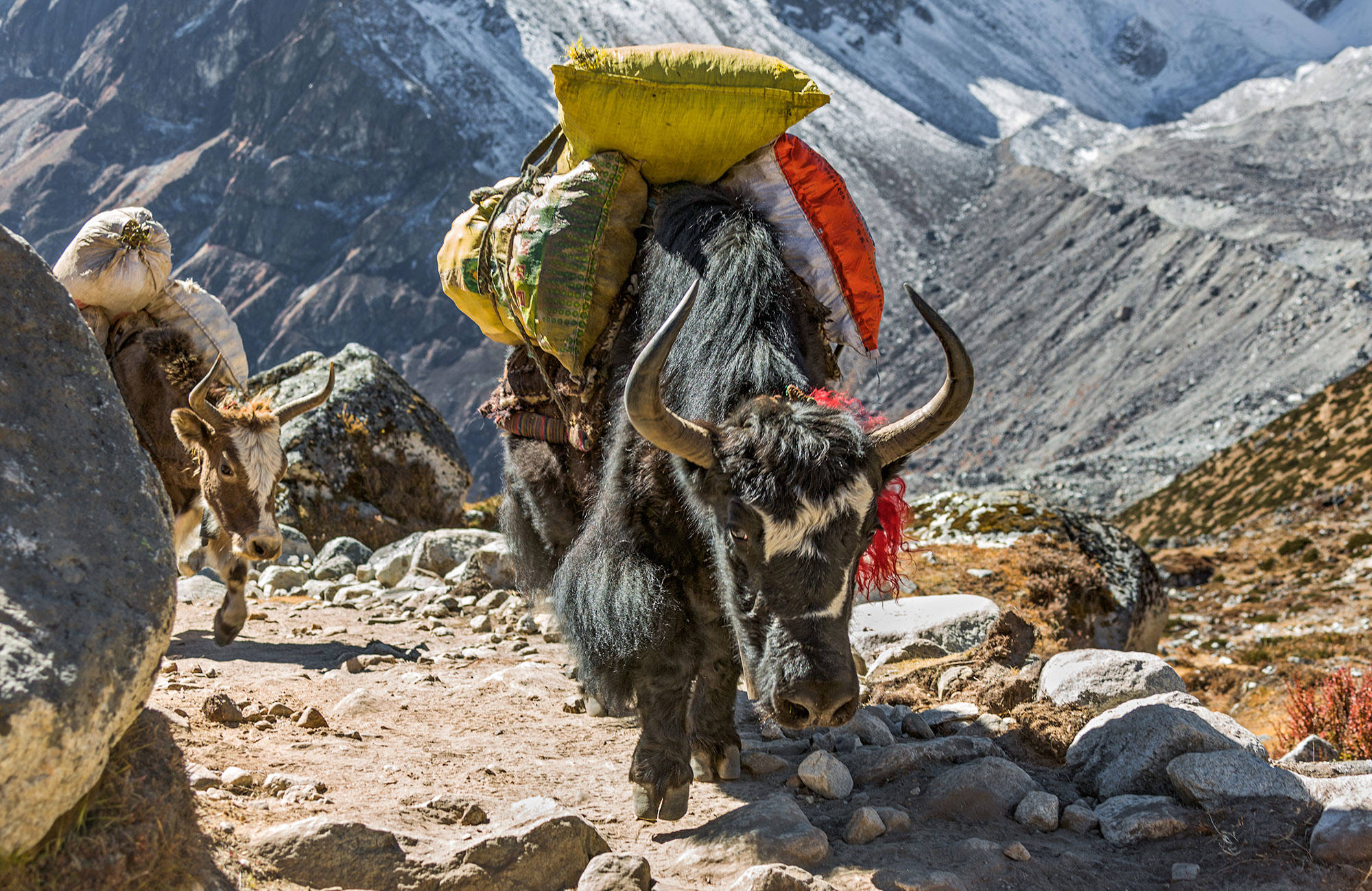 Under en resa till Nepal kan den våghalsiga bestiga Mount Everst 