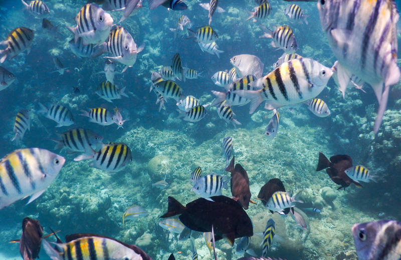 Striped fish in the oceans of Costa Rica
