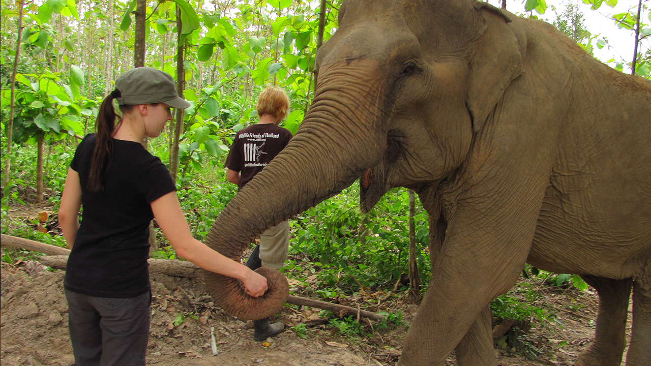 wildlife-rescue-center-elephant-caring