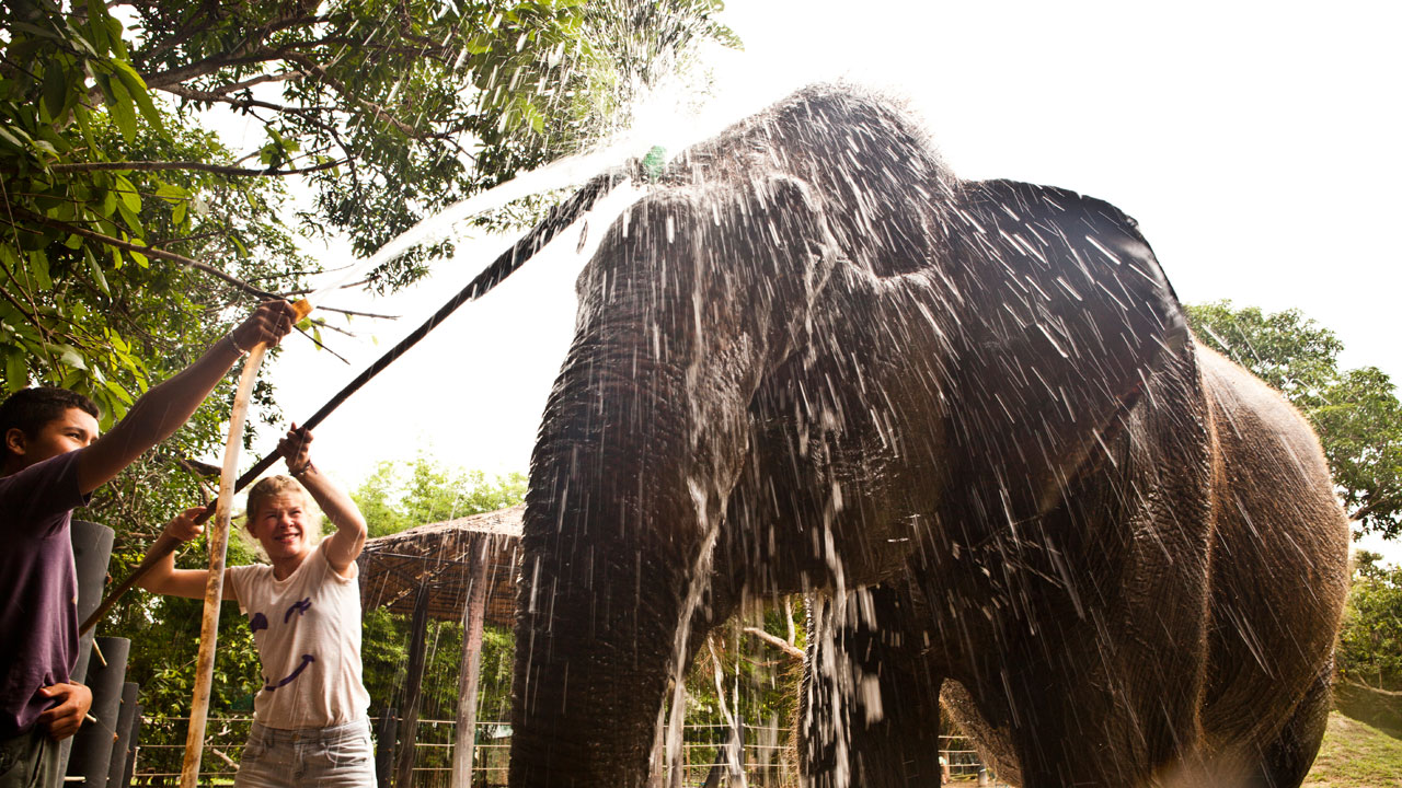 två volntärer tvättar en elefant