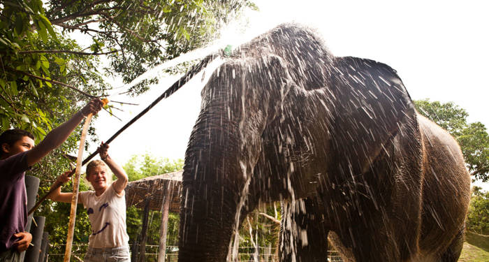 wildlife-rescue-center-showering-an-elephant