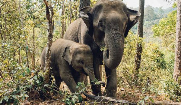 volunteering-asia-thailand-elephant-mom-and-baby-cover