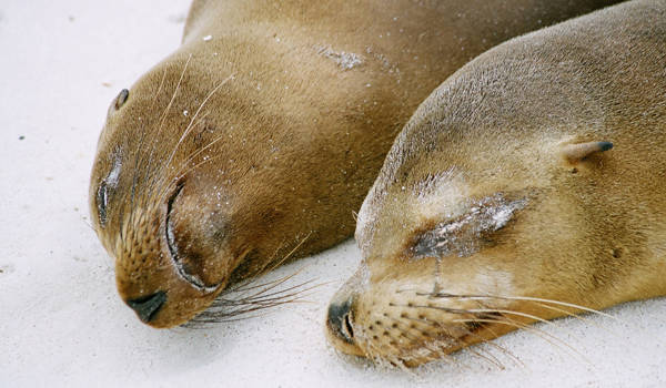 galapagos-islands-ecuador-seals-sleeping-on-the-beach-cover