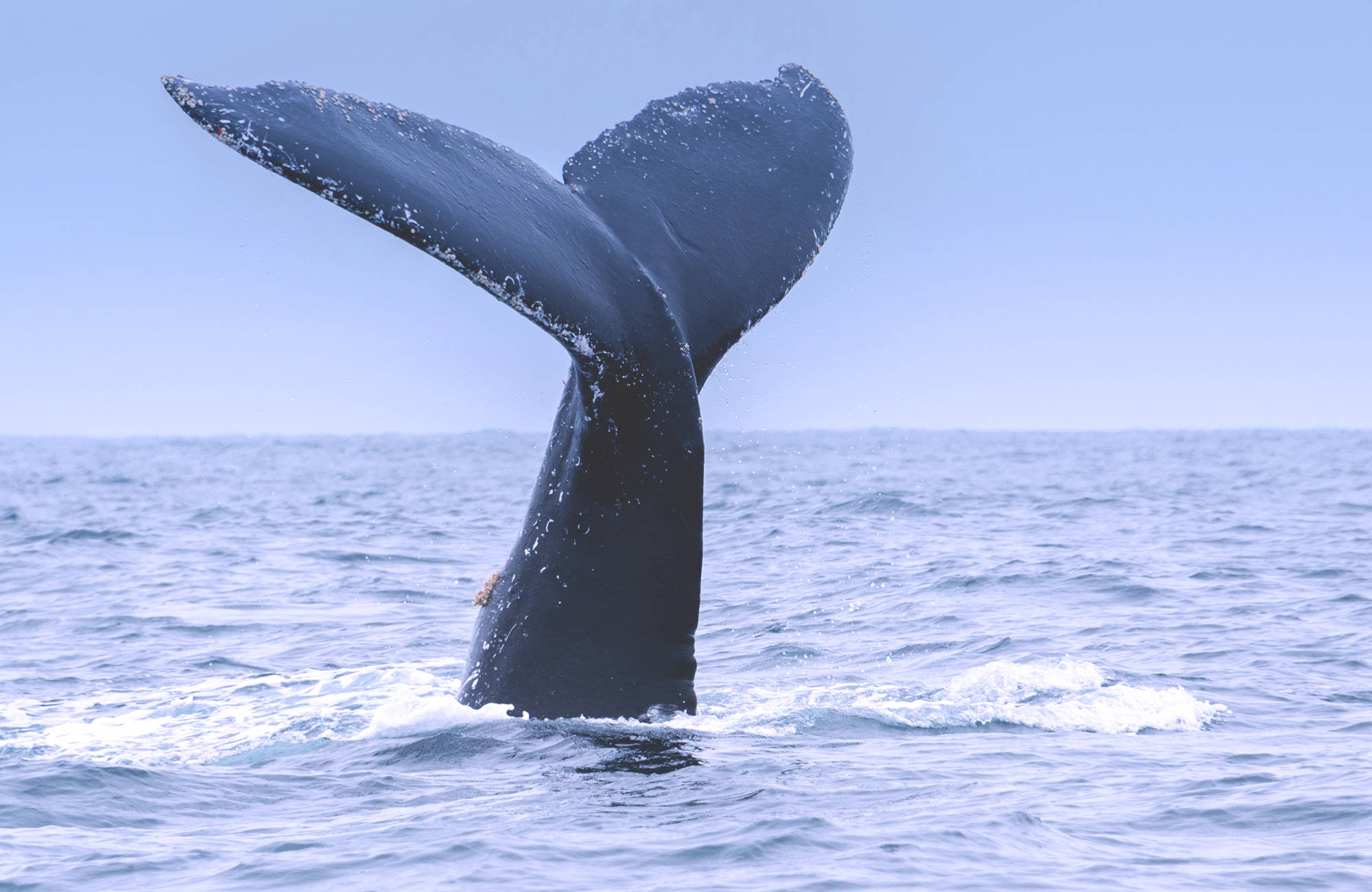 ecuador-puerto-lopez-humpback-whale-cover