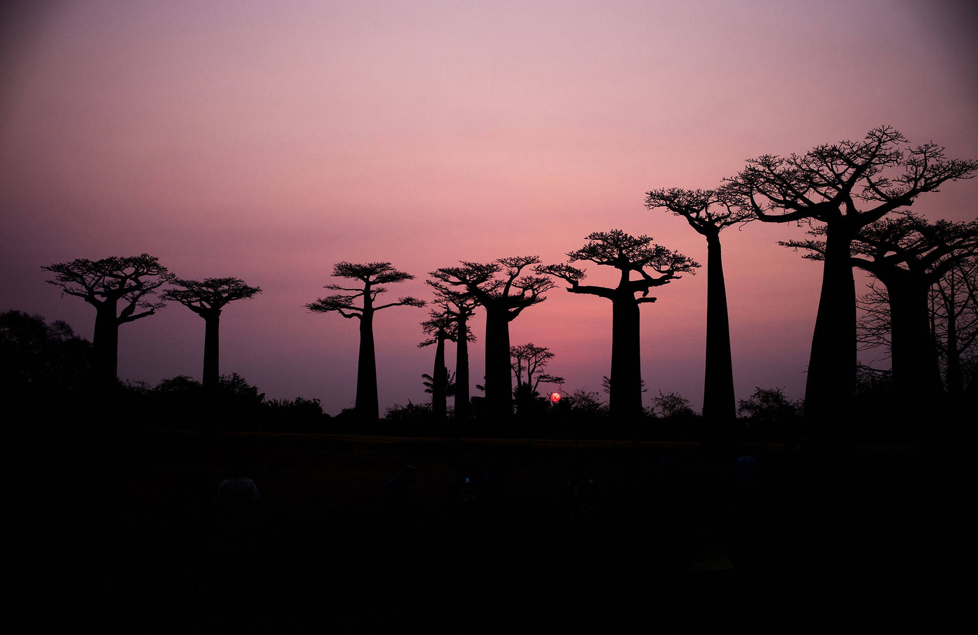 baobab träd i madagaskar