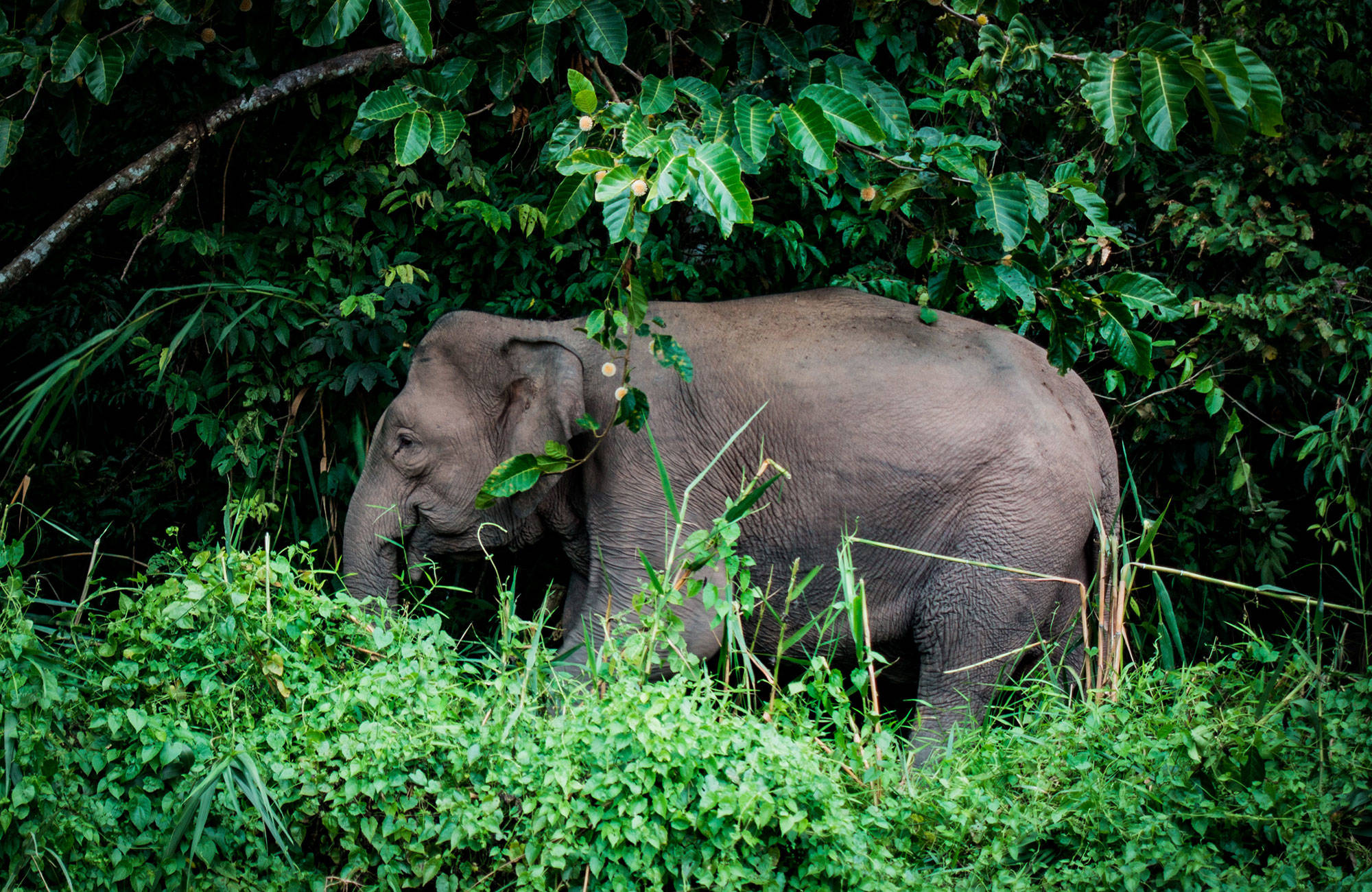 En elefant i djungeln under en resa i augusti till Borneo i Indonesien.