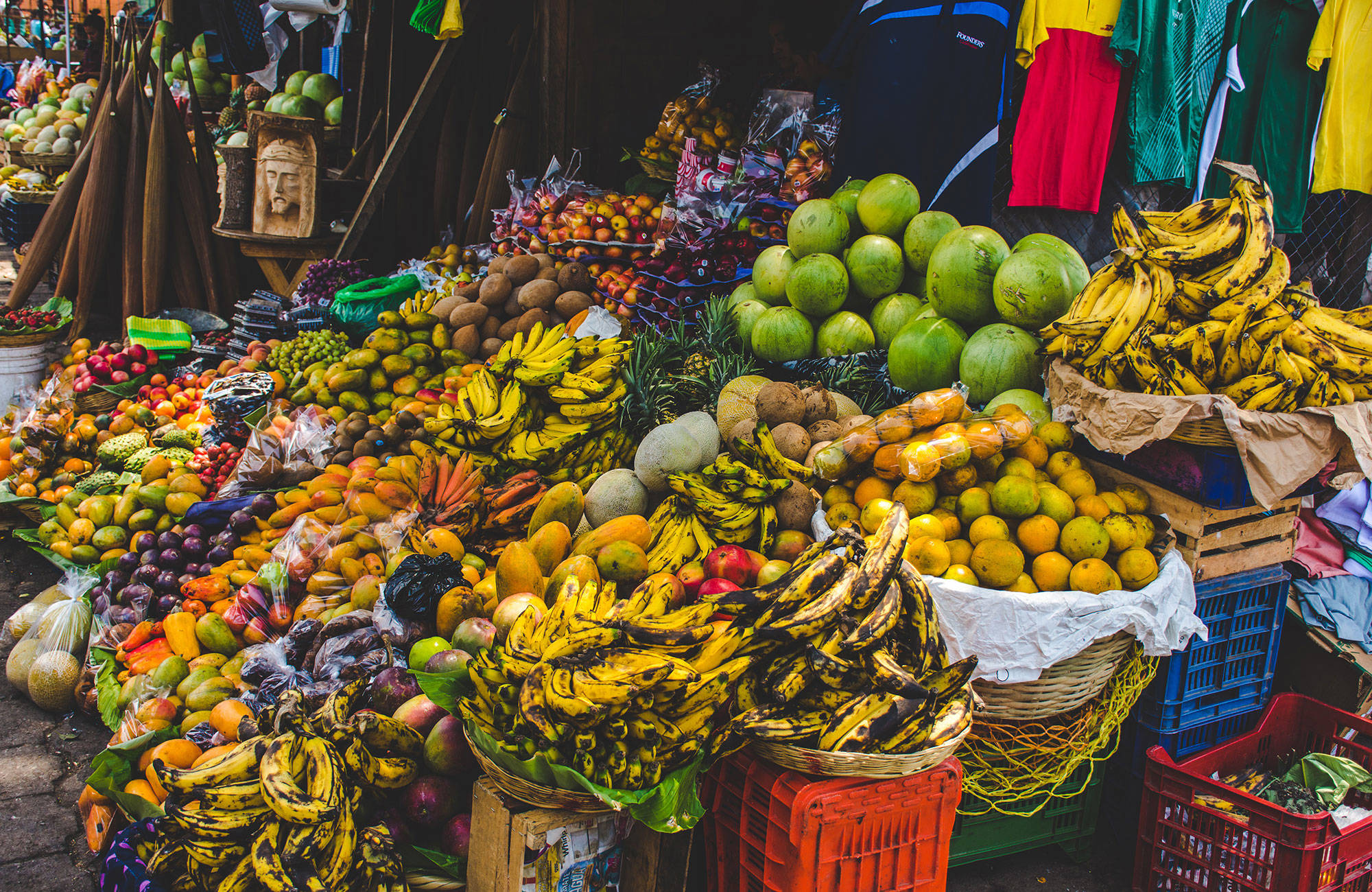 Res dit mycket av den frukten vi äter hemma odlas - resa till centralamerika