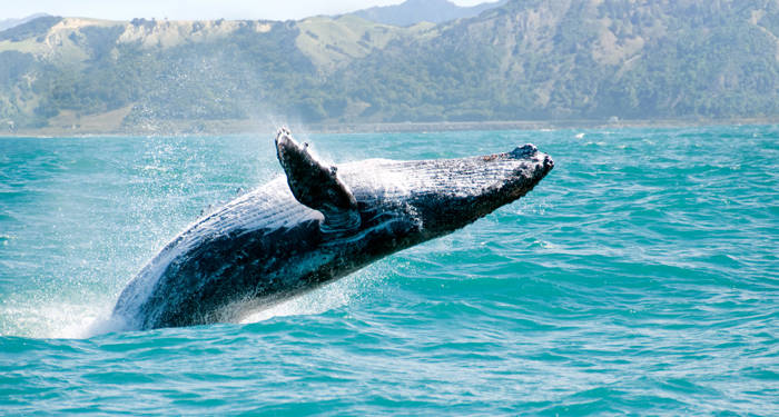 new-zealand-kaikoura-whale-diving