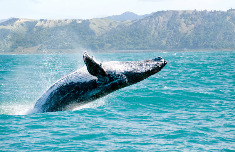 Whale jumping up from the water on it's back, off the coast from New Zealand's South Island