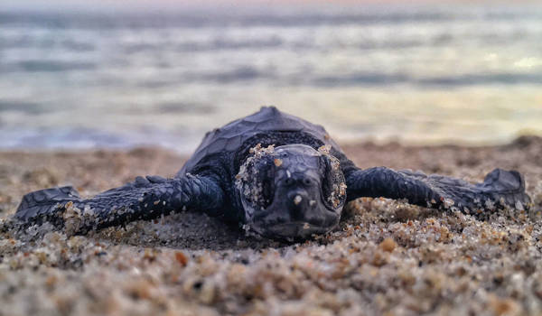 volunteering-central-america-costa-rica-baby-turtle-cover