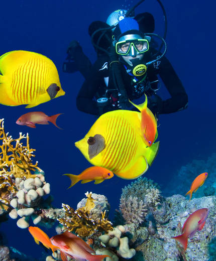 en gul fisk och en dykare som dyker vid fiji