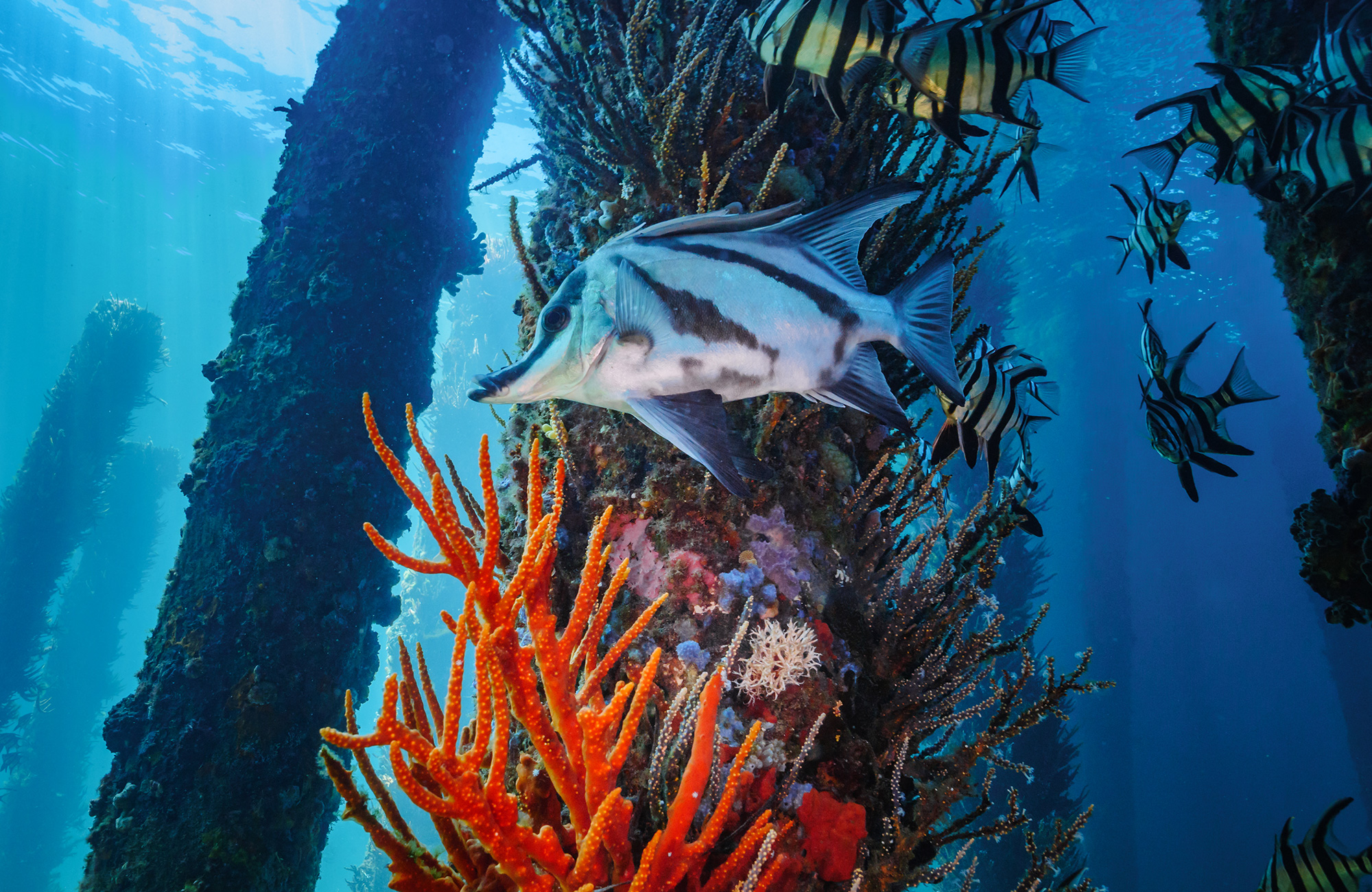 en fisk bland koraller att uppleva under dykning i australien