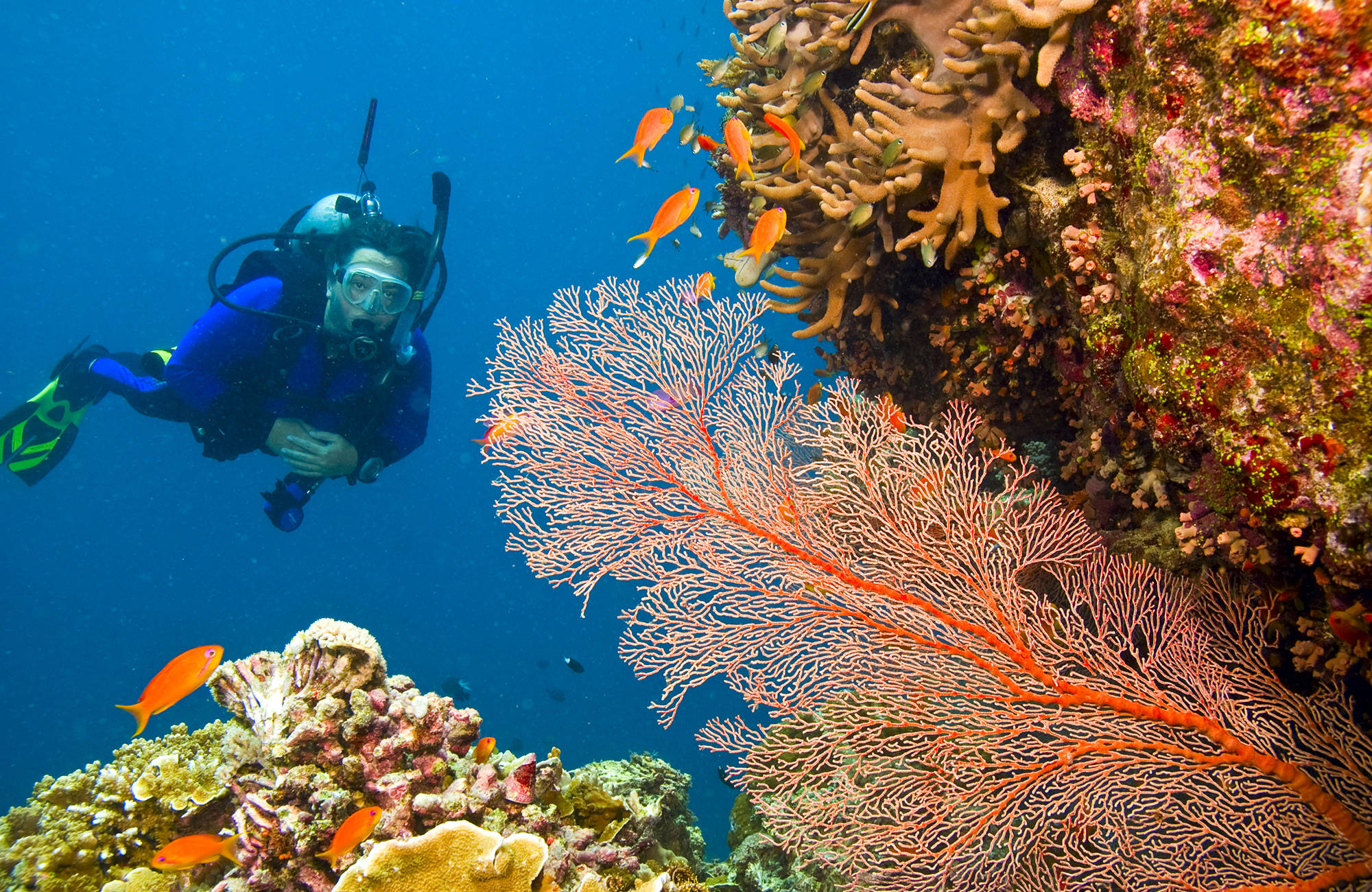 en dykare vid great barrier reef